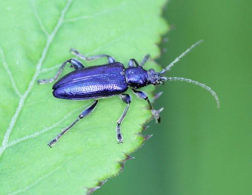 Réf. 204 432 : Plateumaris sericea